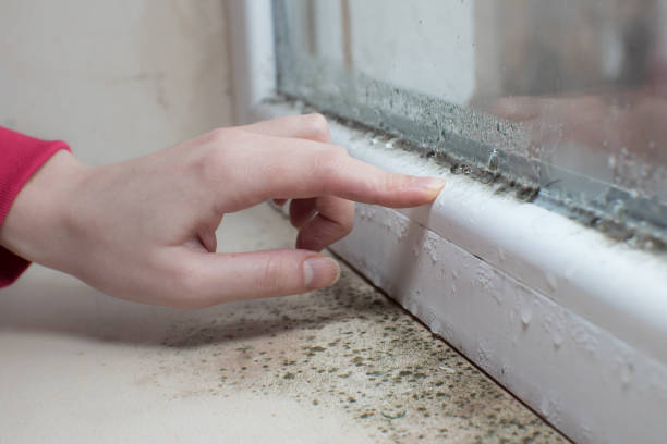 Best Dehumidification Services  in Clearview, WA