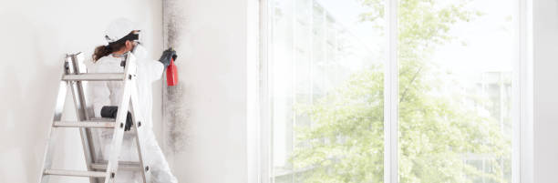 Best Attic Mold Removal  in Clearview, WA