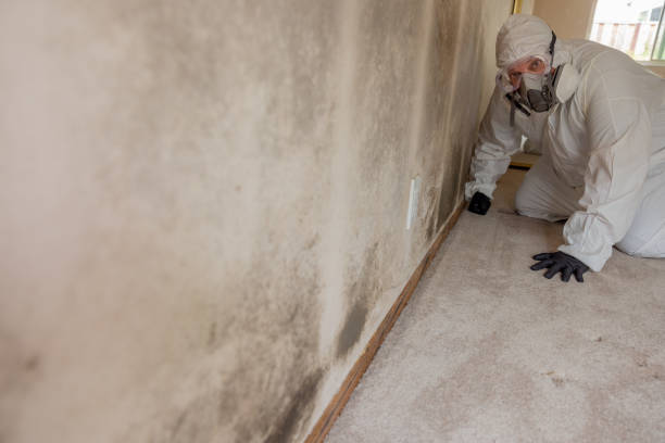 Best Emergency Mold Remediation  in Clearview, WA